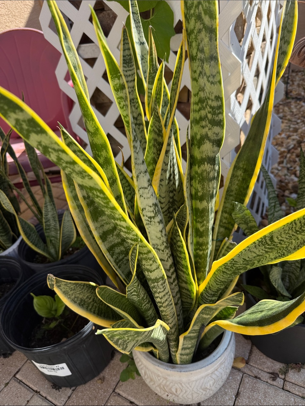 Sansevieria (Snake Plant) in Green and Yellow - Brand Unspecified